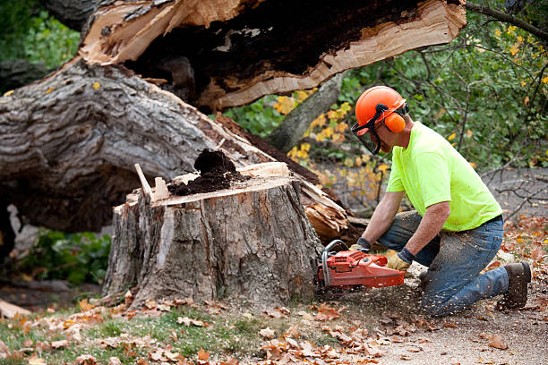 Best Commercial Tree Services  in Bonanza, GA